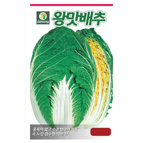 통크고 맛있는 김장배추의 표준 왕맛배추씨앗1000립;2000립;10만립