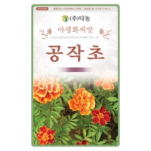 공작초씨앗 - 1kg/야생화꽃씨앗
