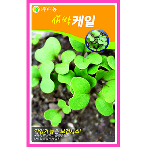 새싹케일씨앗 1kg/새싹채소씨앗