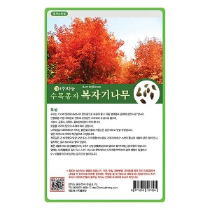 복자기단풍나무씨앗 20g;500g;1kg-수목씨앗/조경
