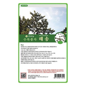 해송씨앗(소나무씨앗) 20g;500g;1kg-수목씨앗/조경