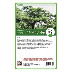 스트로브 잣나무 씨앗5g/100g/500g/1kg -수목씨앗/조경