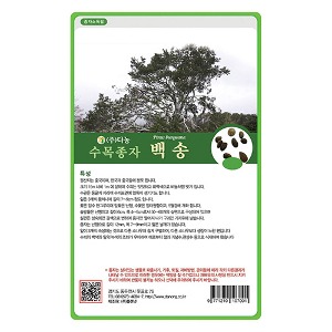 백송씨앗(소나무씨앗) 20g;500g;1kg-수목씨앗/조경